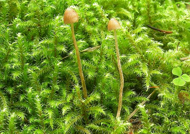 Galerina  cephalotricha     Kuhner